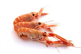 Scampi 61/70